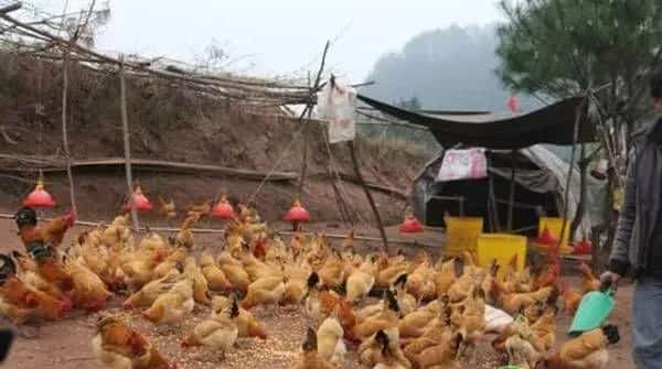 养鸡的常见疾病及防治方法(附兽药推荐)