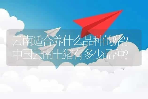 云南适合养什么品种的猪?中国云南土猪有多少品种? | 家畜养殖