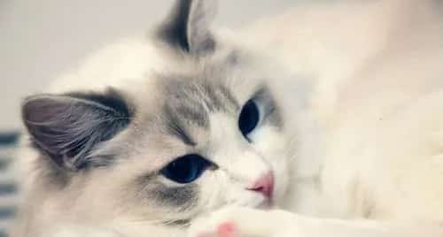 【布偶猫美容】布偶猫美容需要注意哪些问题？ | 宠物猫美容护理