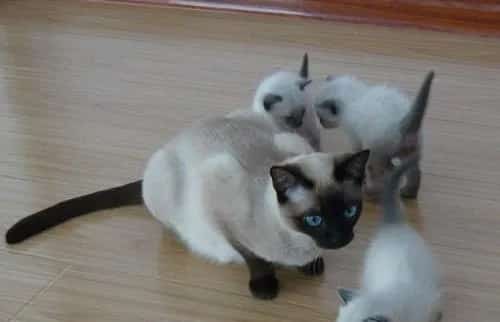 如何在家为宠物猫猫做口腔护理 | 宠物猫美容护理
