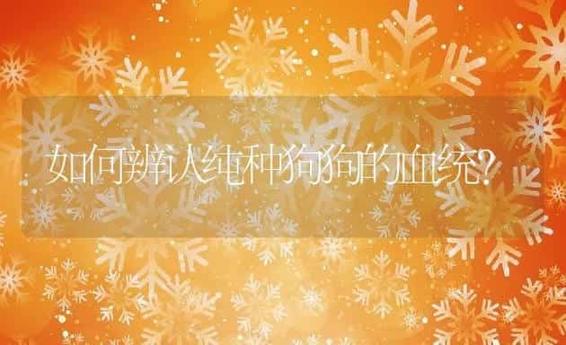 如何辨认纯种狗狗的血统? | 宠物猫