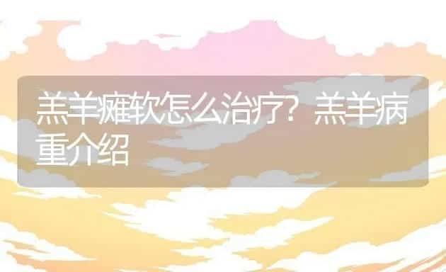 羔羊瘫软怎么治疗？羔羊病重介绍 | 动物养殖百科