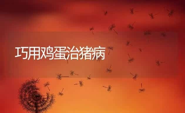 巧用鸡蛋治猪病 | 动物养殖学堂