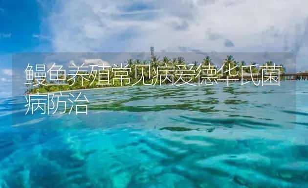 鳗鱼养殖常见病爱德华氏菌病防治 | 海水养殖技术