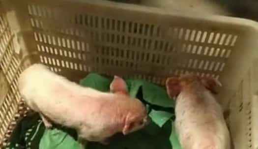 猪流感死亡率多高？猪流感传染人吗？ | 养殖病虫害科普