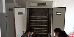 养殖肉鸽新技术应用还有这些误区？ | 鸽子养殖技术