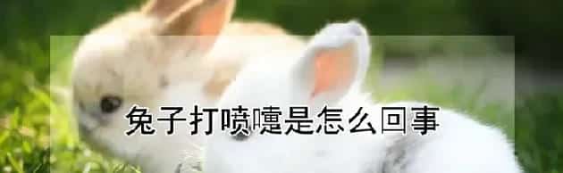 兔子打喷嚏是怎么回事