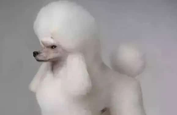 贵宾犬剃毛需要注意哪些方面?​ | 宠物狗美容护理