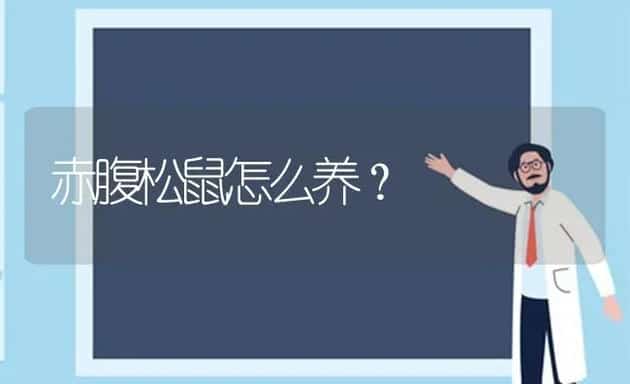 赤腹松鼠怎么养？ | 动物养殖问答