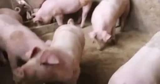 猪流感死亡率多高？猪流感传染人吗？ | 养殖病虫害科普
