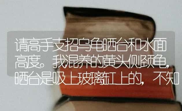 哪个品种的狗狗聪明，可爱还听话，就是好训练一些的？ | 动物养殖问答