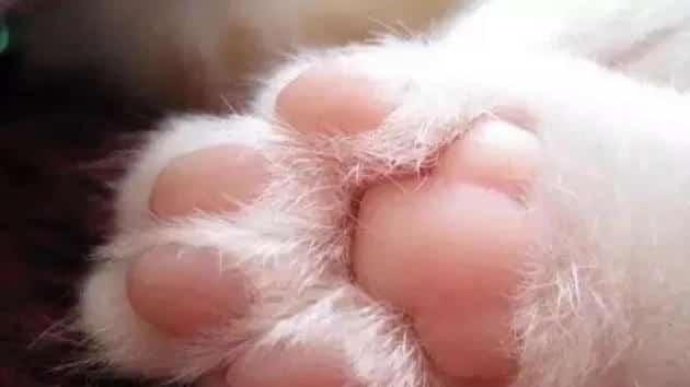 猫咪足部护理不可忽略 | 宠物猫美容护理