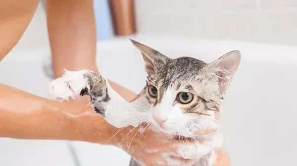 猫咪洗澡总是不安分，让它爱上洗澡原来如此简单! | 宠物猫美容护理