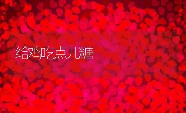 给鸡吃点儿糖 | 动物养殖学堂