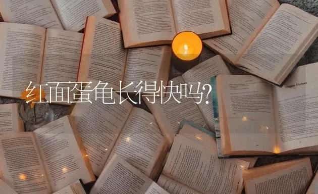 养一只博美每月费用要多少钱？ | 动物养殖问答