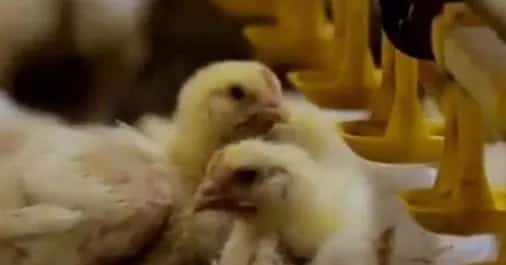 雏鸡白痢症状有哪些？雏鸡拉白痢怎么治？养鸡经验 | 养殖病虫害科普