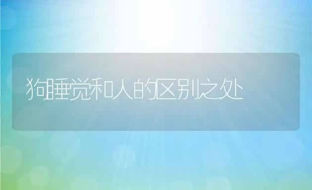 狗睡觉和人的区别之处 | 宠物猫
