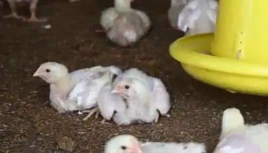 雏鸡白痢症状有哪些？雏鸡拉白痢怎么治？养鸡经验 | 养殖病虫害科普