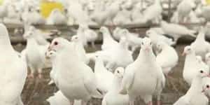 农舍可以养肉鸽吗？ | 鸽子养殖技术
