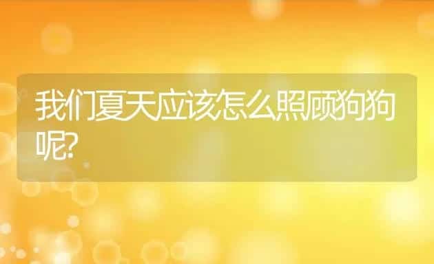 我们夏天应该怎么照顾狗狗呢? | 宠物猫