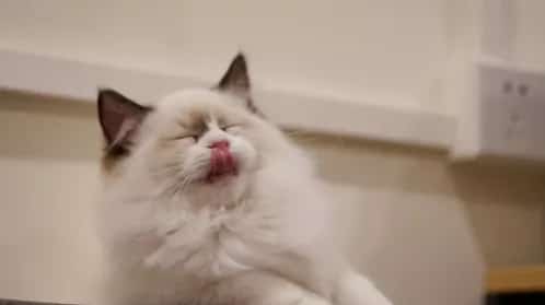 猫咪怎么洗澡，猫咪多久洗一次澡比较好？ | 宠物猫美容护理