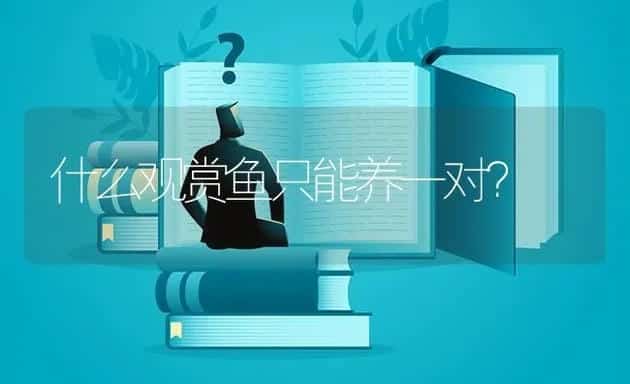 什么观赏鱼只能养一对？ | 鱼类宠物饲养