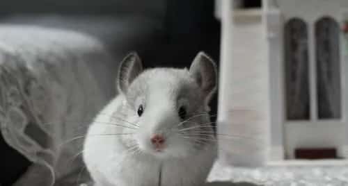 紫灰色龙猫的习性及体型特征 | 宠物龙猫饲养