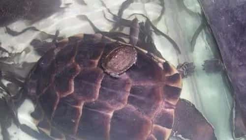 马来食螺龟的生活环境 | 宠物喂养知识