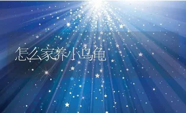 怎么家养小乌龟 | 动物养殖百科