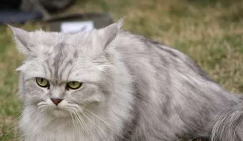 如何给宠物猫面部进行美容？ | 宠物猫美容护理