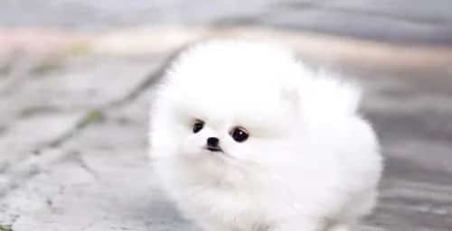 如何让博美幼犬怎么训练上厕所？ | 宠物训练技巧