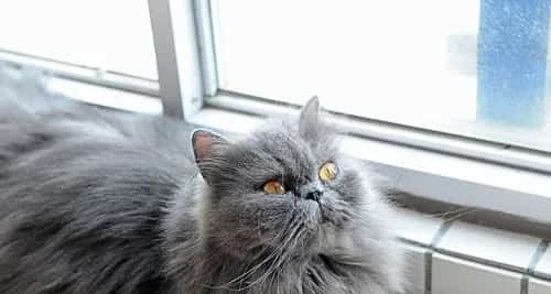 【猫猫美容】何如正确给波斯猫洗澡 | 宠物猫美容护理