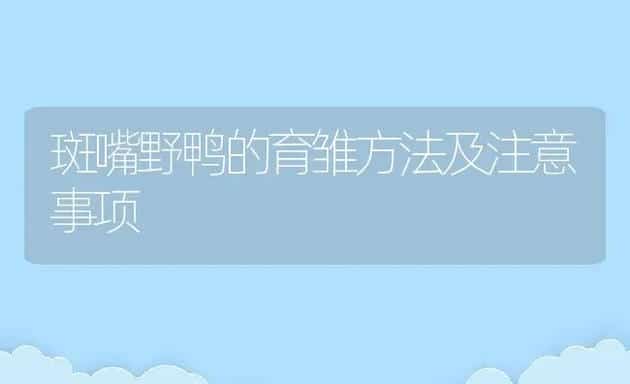 斑嘴野鸭的育雏方法及注意事项 | 动物养殖百科