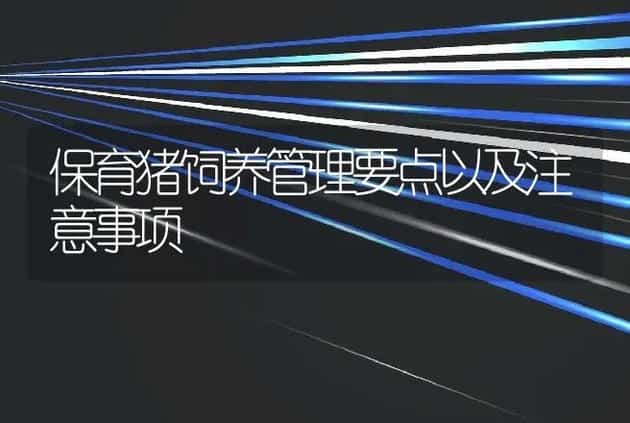 保育猪饲养管理要点以及注意事项 | 养殖致富