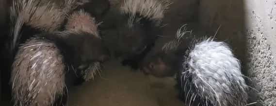猪流行性感冒症状有哪些？猪流行性感冒如何治疗？ | 养殖病虫害科普