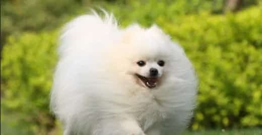 如何预防茶杯犬腹泻 | 宠物病虫害防治