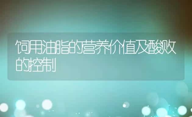 优质獭兔种兔 | 动物养殖学堂
