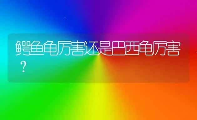 鳄鱼龟厉害还是巴西龟厉害？ | 动物养殖问答