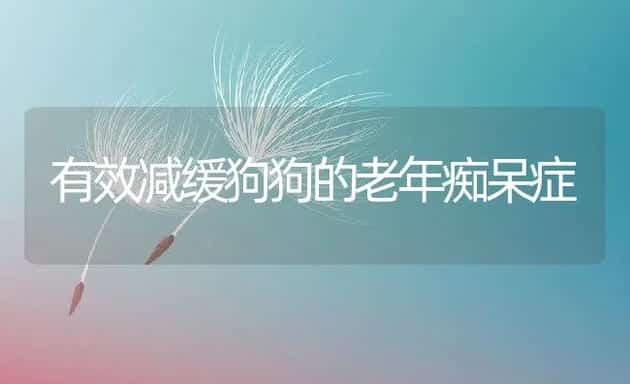 有效减缓狗狗的老年痴呆症 | 宠物猫