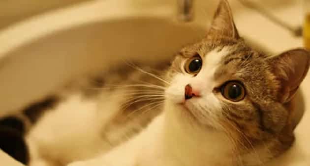 让猫猫快快乐乐洗澡的方法总结 | 宠物猫美容护理