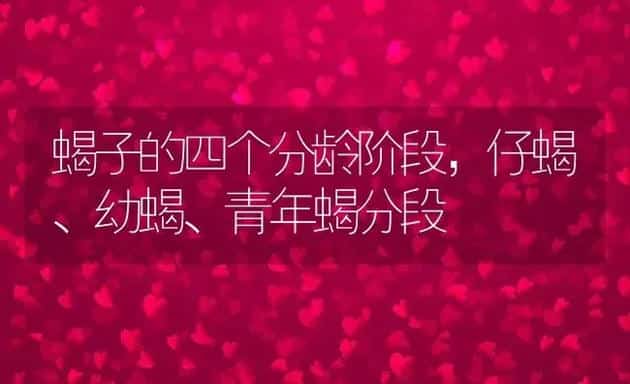 蝎子的四个分龄阶段,仔蝎、幼蝎、青年蝎分段 | 动物养殖百科