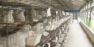 肉鸽养殖发展现状如何？ | 鸽子养殖常见问题