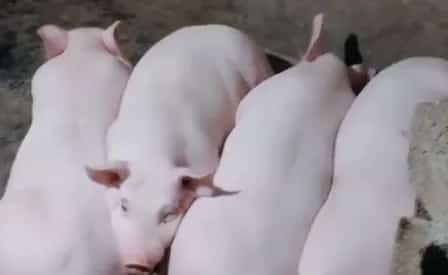 猪布鲁氏菌病临床表现？仔猪、母猪布鲁氏菌病临床表现有哪些？ | 养殖病虫害科普