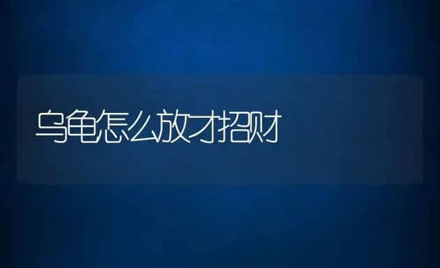 乌龟怎么放才招财 | 动物养殖百科