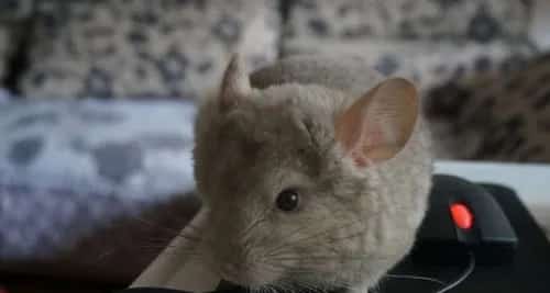 如何照顾刚分娩的龙猫妈妈和小龙猫？ | 宠物龙猫饲养