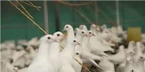 留用种鸽要注意什么？ | 鸽子养殖常见问题