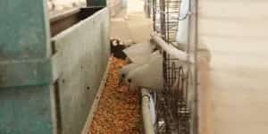 育雏期种鸽的饲养管理 | 鸽子养殖技术