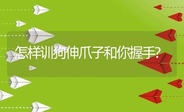 怎样训狗伸爪子和你握手? | 宠物猫