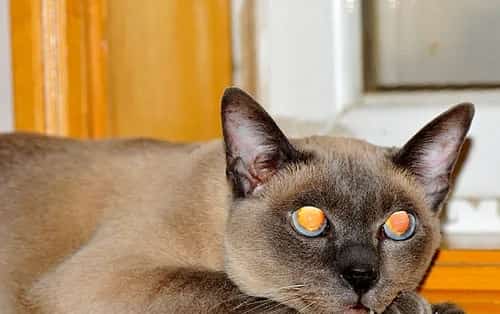 猫奴必知暹罗猫的爪子|眼睛和耳朵护理方法 | 宠物猫美容护理