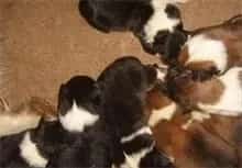 解开中国肉狗养殖场的谜团